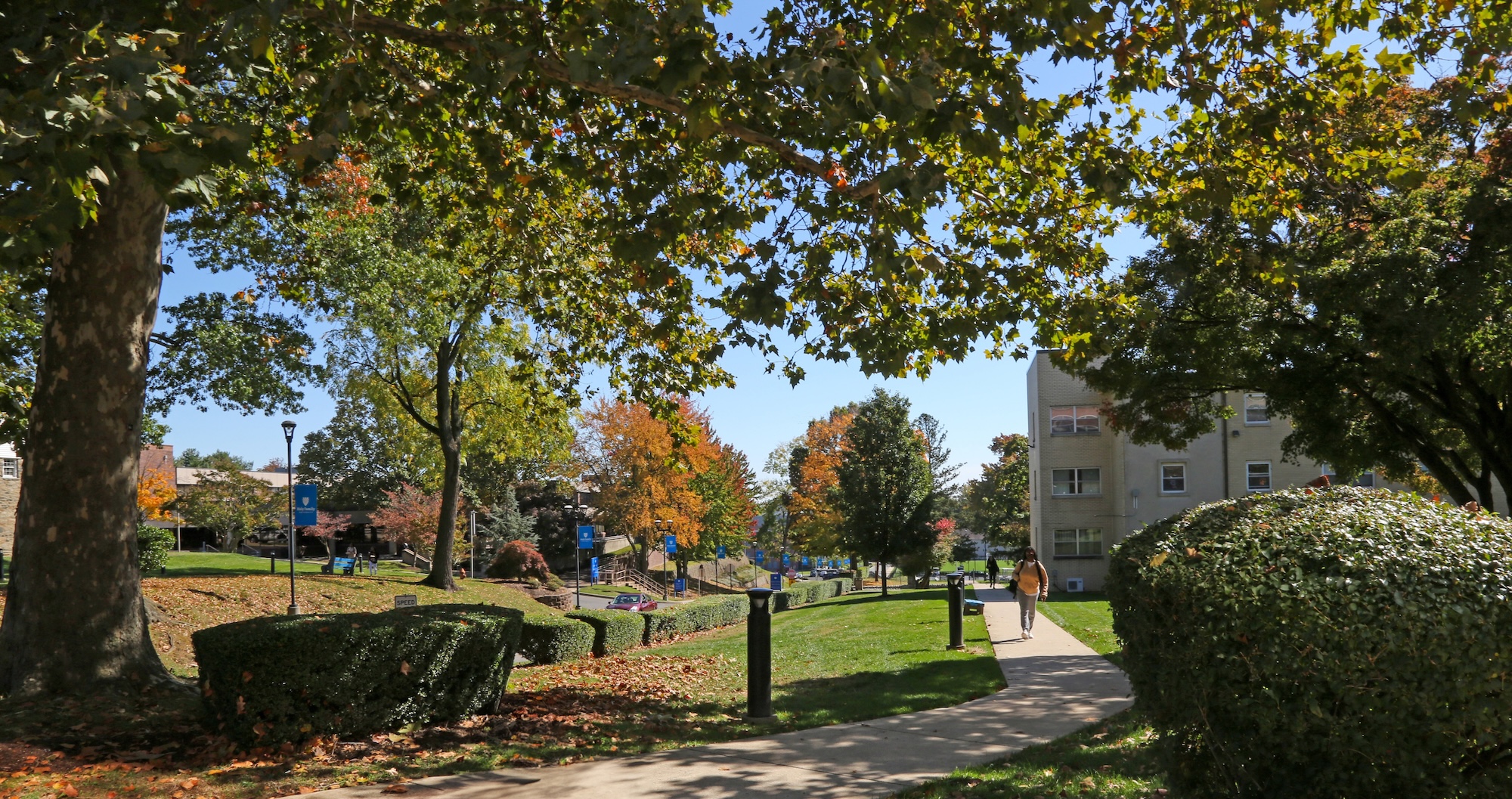A tree-lined path on the Philadelphia campus with a student walking in the distance