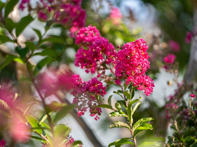 Crape myrtle on campus