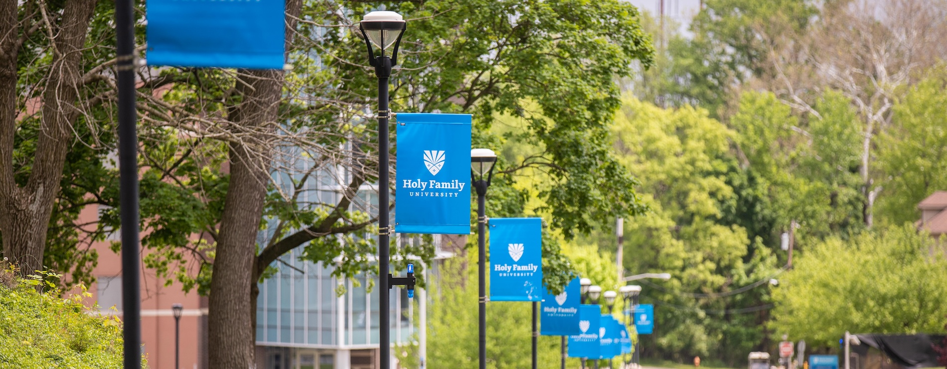 A campus path lined with Holy Family University flags and trees